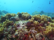 Komodo NP unter Wasser