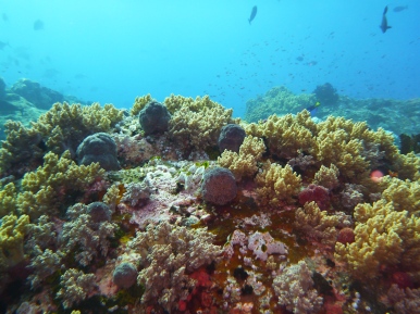 Komodo NP unter Wasser
